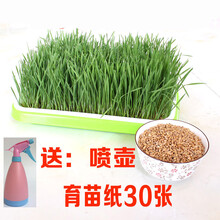 苏购 麦苗种  小麦种子 小麦苗种子小麦草种子 无土栽培麦芽糖芽苗菜大麦种子 5斤小麦种+1个喷壶+30张纸