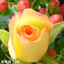 花中酷  四季播红玫瑰花种子 阳台绿植盆栽庭院易种花卉鲜花种子 玫瑰花种子 黄玫瑰种子100粒