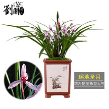 刘阁兰花苗 建兰新品红花 中华红 夏带浓香花苞出售内带多个好养品种花卉盆栽 瑶池圣月5苗连体裸根.送肥