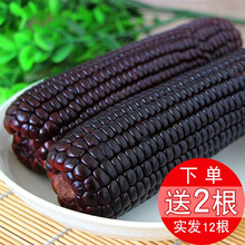 山西甜糯黑玉米棒生鲜糯玉米新鲜玉米整箱粘黏嫩熟苞米真空包装12根杂粮早餐