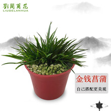 刘阁兰花 金钱菖蒲 迷你茶几绿植小盆景办公桌面好养花卉防辐射吸甲醛矮种 带塑料原盆金钱菖蒲，买2发3