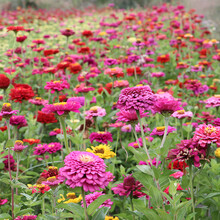 波斯菊花种子混色格桑花种籽子七彩四季开花易活花籽庭院室外花种 硕雅园艺 混色大花百日草一斤