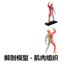 人体内脏模型器官解剖拼装模型大脑内脏肌肉骨骼医学教学DIY玩具 肌肉 26058
