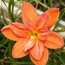 磐阙 上新全年开花重瓣风雨兰种球室内外耐寒花卉植物葱兰韭菜莲苗好养易活新品 04：拉风 - 12棵装【划算】 肥