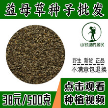 山谷里的居民 益母草种子中药材种子新益母艾野生茺蔚子食用益母草种籽 益母草种子包邮500粒