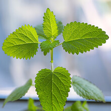 寿禾 薄荷种子可食用柠檬/香水/猫薄荷春季蔬菜家庭阳台种植薄荷籽 柠檬薄荷种子 300粒
