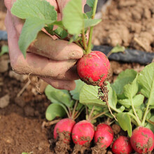 寿禾 笑脸樱桃萝卜种子红白小水果罗卜春季播种盆栽阳台四季盆栽莱种籽冬季寿光蔬菜种孑菜籽种籽 萨丁10g原装约500粒