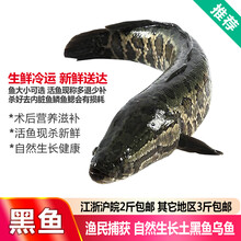 品鲜肴 淡水鱼黑鱼/乌鱼/财鱼 野外捕获自然生长鲜活现杀生鲜水产 约2.5kg（净膛前） 现杀1条
