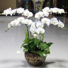 蝴蝶兰盆栽花苗植物室内兰花花卉绿植盆景当年开花精品大花 白珍珠【当年开花】 2.5寸杯苗【原杯原土】