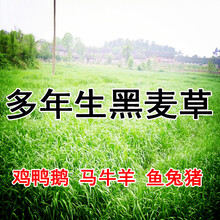 耐寒牧草种子多年生黑麦草种子四季常青鸡鸭鹅猪牛羊鱼草种籽 硕雅园艺 南方多年生牧草一斤