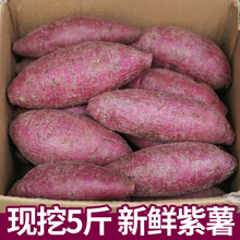 紫薯新鲜板栗红薯番薯地瓜蜜薯糖心5斤山芋香薯蔬菜农家自种