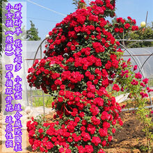 蔷薇花苗藤本月季特大花浓香庭院爬藤植物花卉盆栽玫瑰 小女孩 大苗1-1.3米高0多分枝