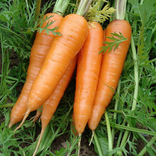 【虹越】蔬菜萝卜瓜豆茄子种子 白萝卜胡萝卜水萝卜  冬瓜南瓜豇豆 长茄圆茄子等家庭窗台阳台种植种子 胡萝卜