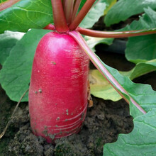 寿禾 天津沙窝萝卜种子水果青罗卜沙窝萝卜籽长白萝卜 心里美四季播高产寿光春冬季播种蔬菜菜籽种孑 老不糠萝卜红1号种子20克【长纺锤形】