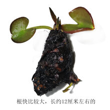 鱼缸浮萍水草活体植物浮性除3净化水质微景观水族箱造景 西瓜红 红色花睡莲根块
