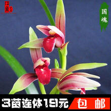 南靖建兰蕙兰老八种兰花苗夏皇梅宋梅大一品绿云夏带花苞出售 特价，国魂3苗连体包邮 裸根不带土