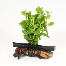 鱼缸造景懒人沉木活体真水草大水榕绿金钱单头易活易养沉木装饰 绿金 单头沉木