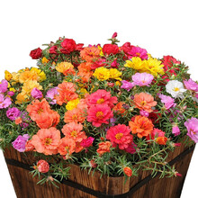 杏花天 满天星种子草莓苗玫瑰花苗太阳花种子四季播种易爆盆四季开花办公室内阳台桌面盆栽观花绿植物花卉 A太阳花种子1000粒