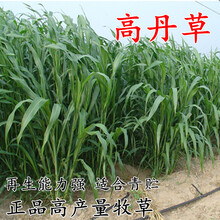 进口高丹草种子苏丹草牛羊多年生牧草种子鱼草籽耐热牧草种子 【进口高丹草】/斤