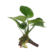 绿伴 绿菊花水草水族箱活体造景套餐新手后景草金鱼草有茎类小鱼缸水藻 沉木款【单头大水榕】