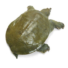 鱼米农夫 5年有机甲鱼 1.9斤-2.1斤 生态外塘野养生甲鱼鲜活团鱼王八鳖稻鳖共生