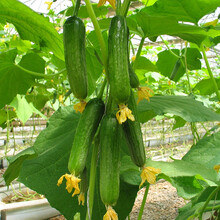 【虹越】水果/蔬菜种子 西瓜草莓甜瓜水果黄瓜 番茄小番茄  园艺阳台露天花园农家种植 春秋播种子 水果黄瓜