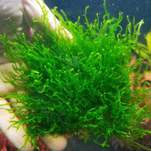 鱼官儿 莫斯水草活体大三角莫丝水族箱鱼缸造景套餐沉木莫斯树真水草 火焰莫斯 1片(8×8cm)