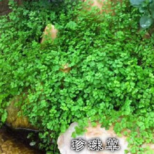 左漫源盆景草 假山草种子 观叶植物山石草 上水石小草 假山盆景植物草籽DF 珍珠草200粒