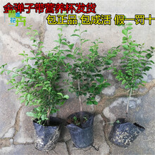 金弹子树苗 金单弹子小苗 观果苗 金蛋子盆景苗四川金单弹子树苗盆景 灯笼果40-50厘米5棵 带盆栽好