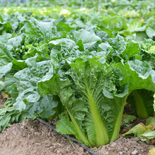 青麻叶白菜种子高桩直筒大白菜种籽青口高产结球白菜中早熟杂交菜籽 津绿60白菜15克/袋