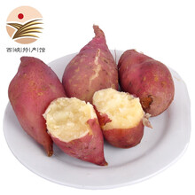 [西峡馆] 商薯红薯 白心红薯 板栗红薯 农家地瓜 新鲜蔬菜 中大果5斤装