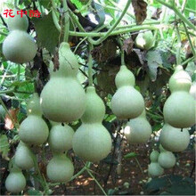 花中酷  酒葫芦食用葫芦种子种子春季种 春播大葫芦种子. 简包装 100粒
