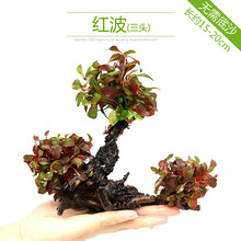 鱼缸水族箱造景水榕沉木活体水草淡水无土植物后景宫廷水草绿菊 三头红波