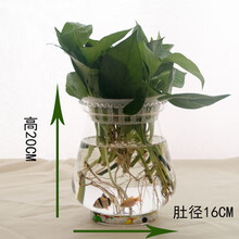 透明玻璃花瓶 绿萝水培花瓶 简约花瓶 圆形水培鱼缸 金鱼缸 20冬瓜缸+定植篮+彩石
