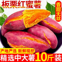 【软糯香甜】现挖新鲜红薯番薯沙地红心蜜薯5/10斤 带箱9-10斤 中果