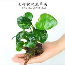 鱼缸水草造景水族箱活体有茎多头懒人沉木装饰阴性鱼缸水下水草 大叶水榕沉木单头