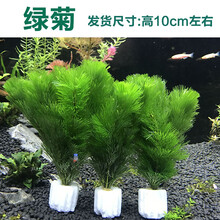 活体真水草植物水族箱装饰造景套餐绿菊蜈蚣草淡水懒人水草 (新)简易绿菊 3个1组