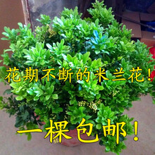 米兰花盆栽苗植物室内香味四季开花驱蚊绿植香花盆景客厅卧室带花 8年苗(花苞爆满) 不含盆