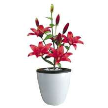 花无痕 风信子 风信子套装 风信子种球 水培套装四季花卉盆栽观花绿植物室内花卉 红色百合水培套装