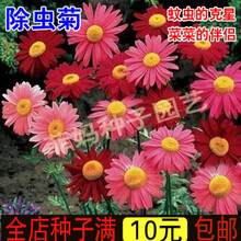新种除虫菊驱蚊草 驱虫菊花种子 多年生花卉种子驱蚊四季盆栽阳台防虫