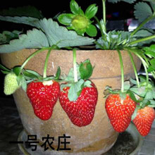 草莓种子 四季播 夏季奶油白草莓苗易种小盆栽食用果树苗500 四季结果草莓2元100粒