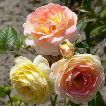 月季花四季欧月藤本爬藤月季花苗浓香大花中大苗开花不断阳台室内外盆栽地栽庭院爬藤植物花卉蔷薇玫瑰花苗 詹森 中苗 【60厘米-70厘米】