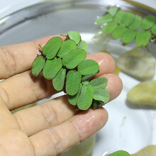鱼缸浮萍水草活体植物浮性除3净化水质微景观水族箱造景 槐叶萍1颗
