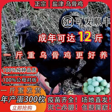 一斤盐津乌骨鸡纯种乌骨鸡活苗1斤黑乌鸡活体脱温五黑鸡苗绿壳蛋 纯种盐津乌骨鸡苗 2.7-3斤2只（公母备注）发顺丰