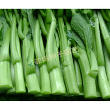 新种蔬菜种子春秋四季播阳台盆栽 四九菜心种子青菜心菜苔 菜薹油菜心