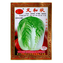美农汇 大白菜种子杂交义和秋白菜籽高产抗病菜园春秋大白菜耐热夏播黄心白菜西白4号炮弹型 包心白菜种孑 义和秋10克【秋白菜】