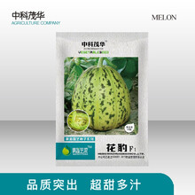 中科茂华瓜果种子金花宝花豹甜瓜种子豹点香瓜杂交八里香斑点一品花宝绿肉超甜春秋种植易坐果产量高甜脆爽口 花豹50粒/袋【试种装】