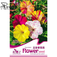 种子花种子鲜花种子四季花籽家庭花卉室内花卉阳台庭院四季种 五彩香茉莉20粒