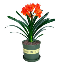 【带盆发货】君子兰盆栽室内绿植花卉盆栽带盆带土四季绿植花卉盆栽 10-12叶片（1加仑含托）