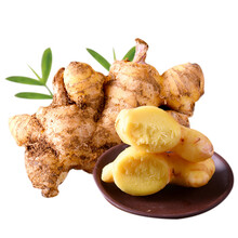 储山 生姜深山食材土姜泡茶老姜 黄姜汁味浓新鲜蔬菜 1斤